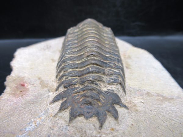 Morocco Devonian Crotalocephalina Trilobite 8e | Fossils for Sale