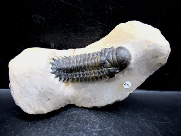 Morocco Devonian Crotalocephalina Trilobite 9 | Fossils for Sale Genuine Devonian Age Crotalocephalina Trilobite Fossils for Sale from Morocco #9