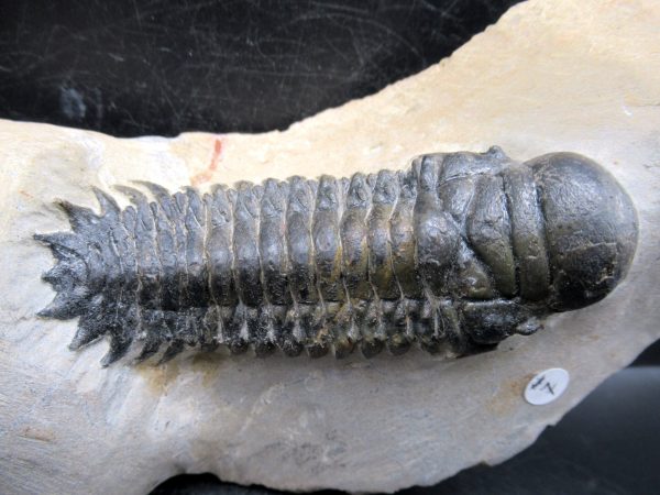 Morocco Devonian Crotalocephalina Trilobite 9a | Fossils for Sale Genuine Devonian Age Crotalocephalina Trilobite Fossils for Sale from Morocco #9a