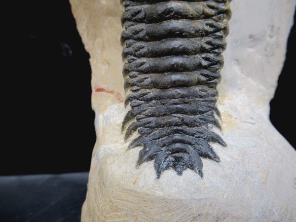 Morocco Devonian Crotalocephalina Trilobite 9e | Fossils for Sale Genuine Devonian Age Crotalocephalina Trilobite Fossils for Sale from Morocco #9e