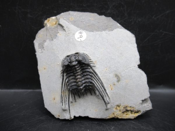 Morocco Devonian Leonaspis Trilobite 10 | Fossils for Sale Genuine Devonian Age Leonaspis Trilobite Fossils for Sale from Morocco #10