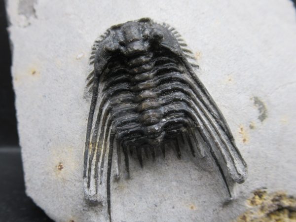 Morocco Devonian Leonaspis Trilobite 10a | Fossils for Sale Genuine Devonian Age Leonaspis Trilobite Fossils for Sale from Morocco #10a
