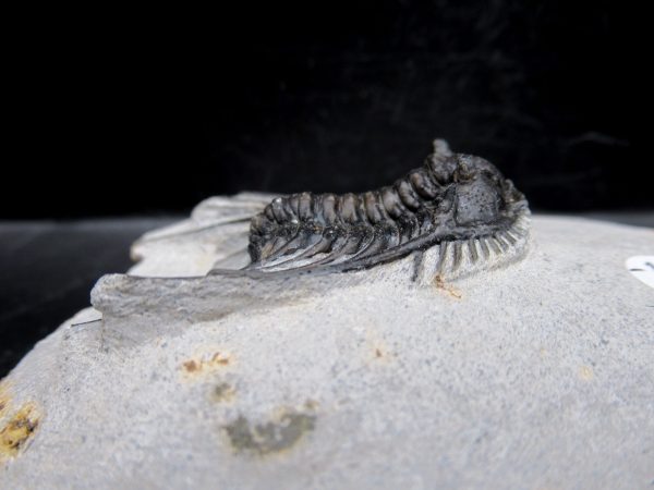 Morocco Devonian Leonaspis Trilobite 10b | Fossils for Sale Genuine Devonian Age Leonaspis Trilobite Fossils for Sale from Morocco #10b