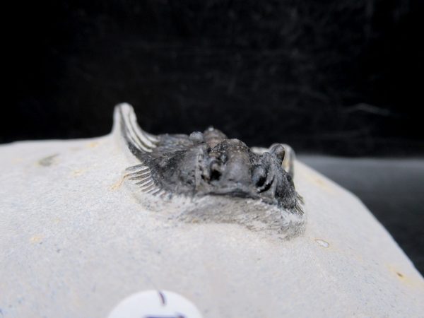 Morocco Devonian Leonaspis Trilobite 10c | Fossils for Sale Genuine Devonian Age Leonaspis Trilobite Fossils for Sale from Morocco #10c