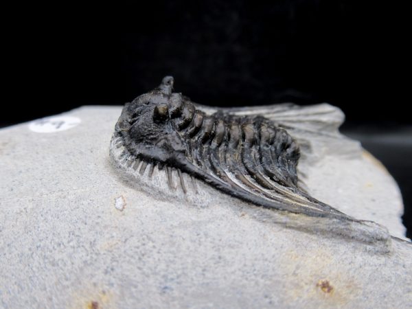 Morocco Devonian Leonaspis Trilobite 10d | Fossils for Sale Genuine Devonian Age Leonaspis Trilobite Fossils for Sale from Morocco #10d