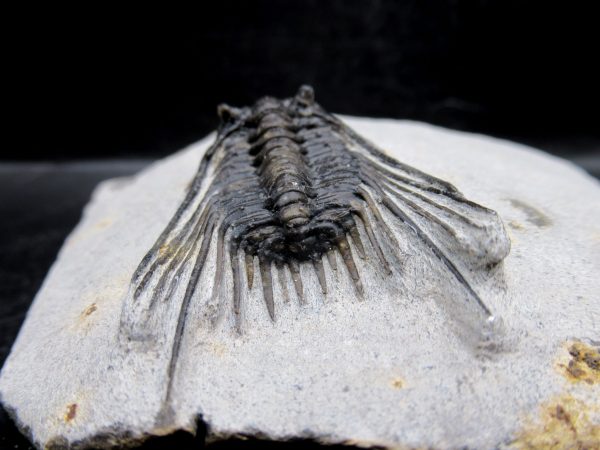 Morocco Devonian Leonaspis Trilobite 10e | Fossils for Sale Genuine Devonian Age Leonaspis Trilobite Fossils for Sale from Morocco #10e