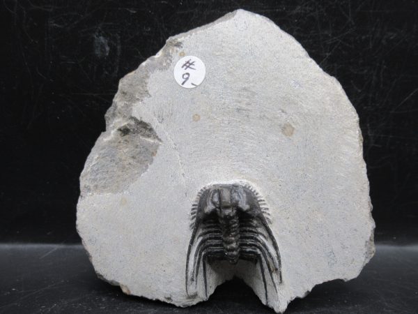 Morocco Devonian Leonaspis Trilobite 11 | Fossils for Sale Genuine Devonian Age Leonaspis Trilobite Fossils for Sale from Morocco #11