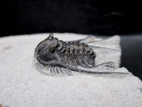 Morocco Devonian Leonaspis Trilobite 11d | Fossils for Sale Genuine Devonian Age Leonaspis Trilobite Fossils for Sale from Morocco #11d