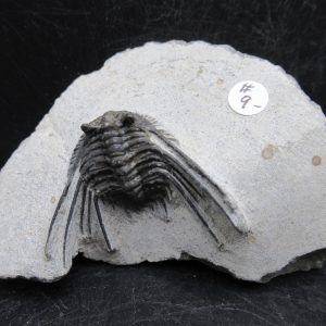 Genuine Devonian Age Leonaspis Trilobite Fossils for Sale from Morocco #12