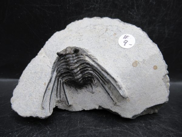 Morocco Devonian Leonaspis Trilobite 12 | Fossils for Sale Genuine Devonian Age Leonaspis Trilobite Fossils for Sale from Morocco #12