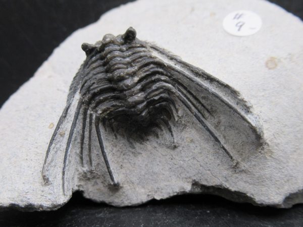 Morocco Devonian Leonaspis Trilobite 12a | Fossils for Sale Genuine Devonian Age Leonaspis Trilobite Fossils for Sale from Morocco #12a
