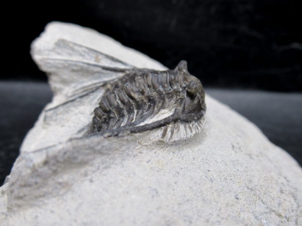 Morocco Devonian Leonaspis Trilobite 12b | Fossils for Sale Genuine Devonian Age Leonaspis Trilobite Fossils for Sale from Morocco #12b