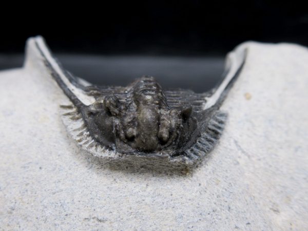 Morocco Devonian Leonaspis Trilobite 12c | Fossils for Sale Genuine Devonian Age Leonaspis Trilobite Fossils for Sale from Morocco #12c