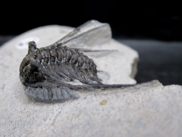 Morocco Devonian Leonaspis Trilobite 12d | Fossils for Sale Genuine Devonian Age Leonaspis Trilobite Fossils for Sale from Morocco #12d