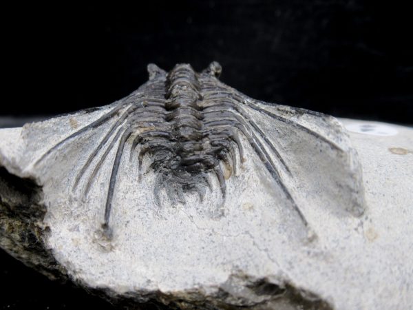 Morocco Devonian Leonaspis Trilobite 12e | Fossils for Sale Genuine Devonian Age Leonaspis Trilobite Fossils for Sale from Morocco #12e