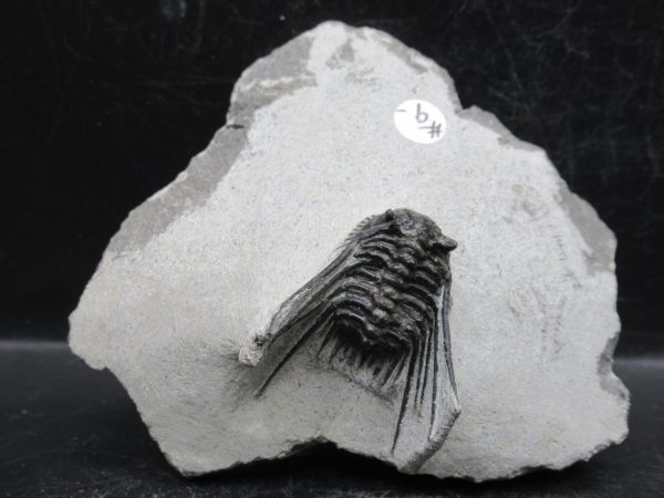 Morocco Devonian Leonaspis Trilobite 13 | Fossils for Sale