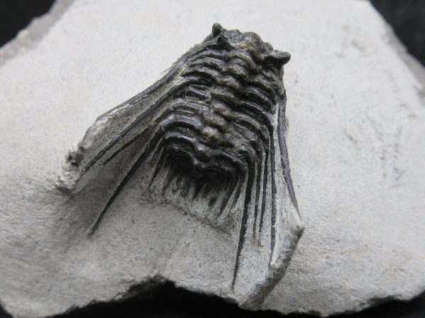 Morocco Devonian Leonaspis Trilobite 13a | Fossils for Sale