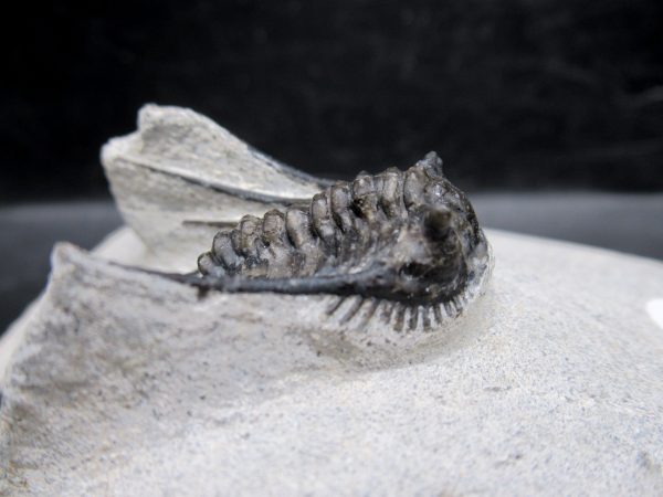 Morocco Devonian Leonaspis Trilobite 13b | Fossils for Sale