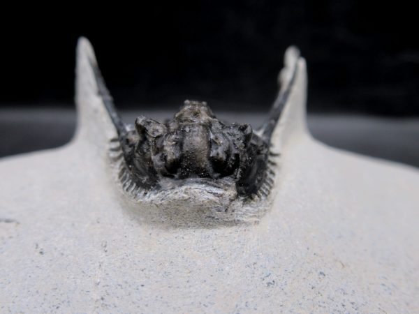 Morocco Devonian Leonaspis Trilobite 13c | Fossils for Sale