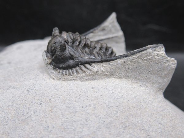 Morocco Devonian Leonaspis Trilobite 13d | Fossils for Sale