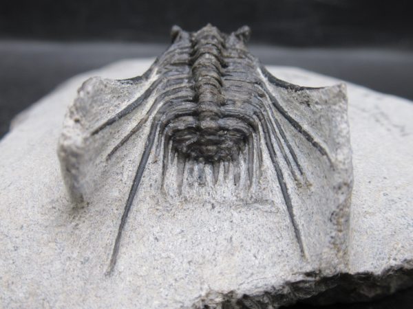 Morocco Devonian Leonaspis Trilobite 13e | Fossils for Sale