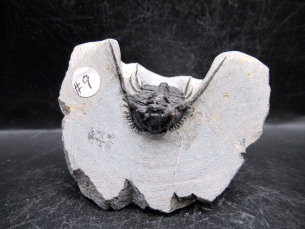 Morocco Devonian Leonaspis Trilobite 14 | Fossils for Sale Genuine Devonian Age Leonaspis Trilobite Fossils for Sale from Morocco #14