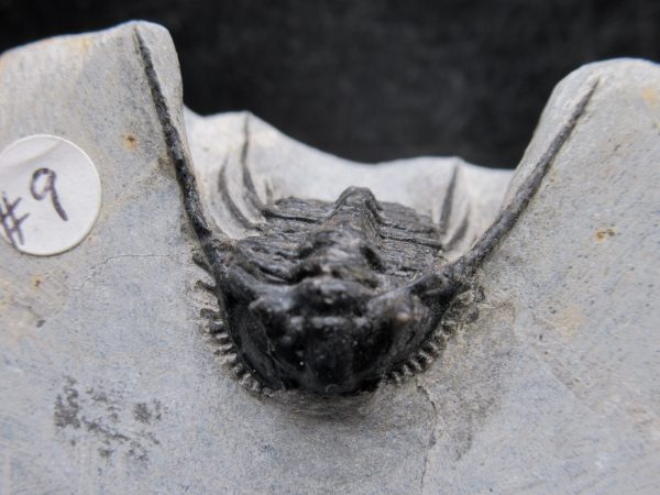 Morocco Devonian Leonaspis Trilobite 14a | Fossils for Sale Genuine Devonian Age Leonaspis Trilobite Fossils for Sale from Morocco #14a