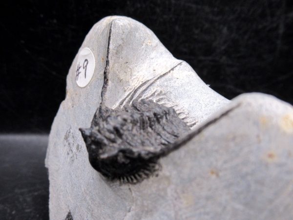 Morocco Devonian Leonaspis Trilobite 14b | Fossils for Sale Genuine Devonian Age Leonaspis Trilobite Fossils for Sale from Morocco #14b