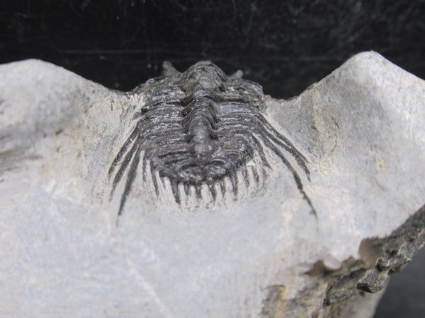 Morocco Devonian Leonaspis Trilobite 14c | Fossils for Sale Genuine Devonian Age Leonaspis Trilobite Fossils for Sale from Morocco #14c
