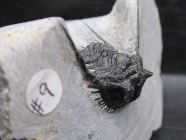 Morocco Devonian Leonaspis Trilobite 14d | Fossils for Sale Genuine Devonian Age Leonaspis Trilobite Fossils for Sale from Morocco #14d