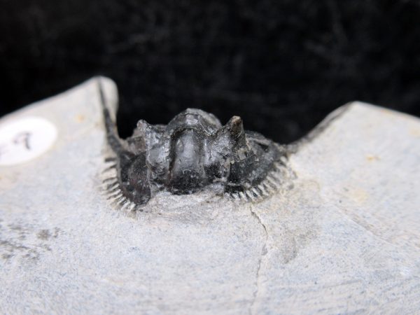 Morocco Devonian Leonaspis Trilobite 14e | Fossils for Sale Genuine Devonian Age Leonaspis Trilobite Fossils for Sale from Morocco #14e