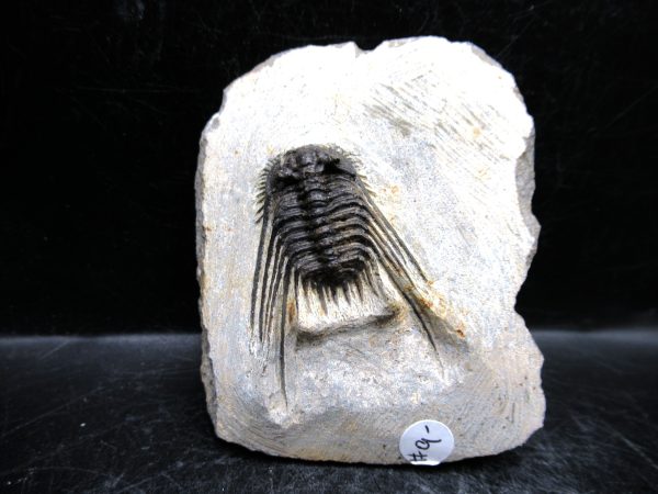 Morocco Devonian Leonaspis Trilobite 7 | Fossils for Sale