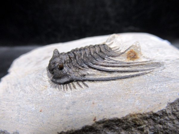 Morocco Devonian Leonaspis Trilobite 7b | Fossils for Sale