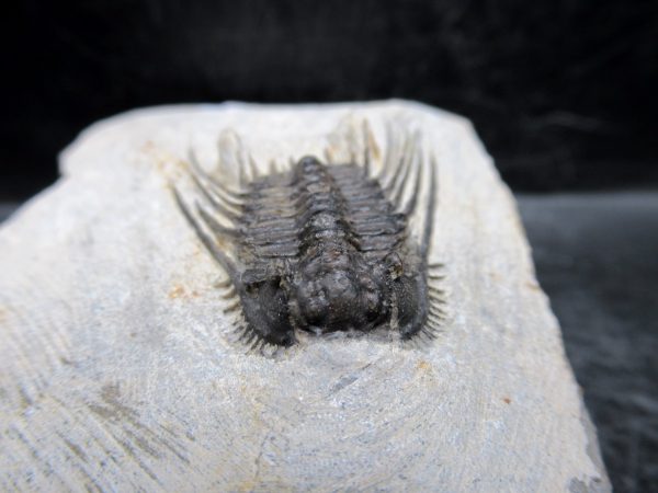 Morocco Devonian Leonaspis Trilobite 7c | Fossils for Sale