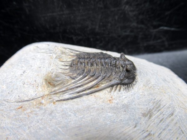 Morocco Devonian Leonaspis Trilobite 7d | Fossils for Sale