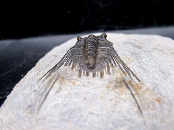 Morocco Devonian Leonaspis Trilobite 7e | Fossils for Sale