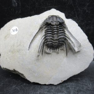 Genuine Devonian Age Leonaspis Trilobite Fossils for Sale from Morocco #8