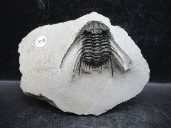Morocco Devonian Leonaspis Trilobite 8 | Fossils for Sale Genuine Devonian Age Leonaspis Trilobite Fossils for Sale from Morocco #8