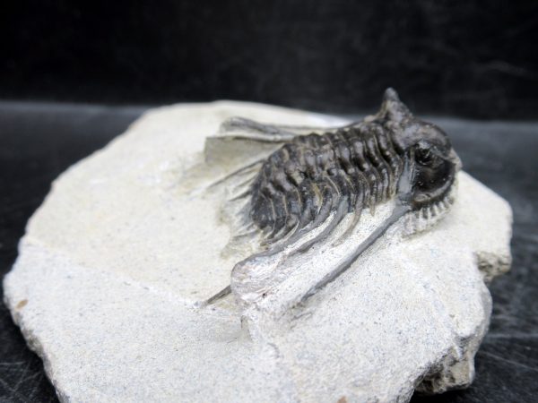 Morocco Devonian Leonaspis Trilobite 8b | Fossils for Sale Genuine Devonian Age Leonaspis Trilobite Fossils for Sale from Morocco #8b