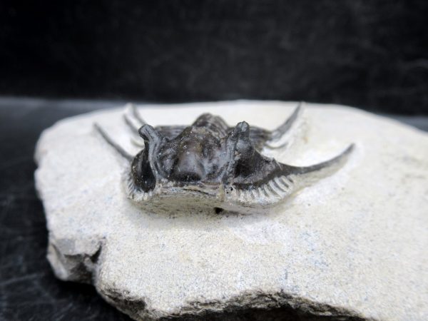 Morocco Devonian Leonaspis Trilobite 8c | Fossils for Sale Genuine Devonian Age Leonaspis Trilobite Fossils for Sale from Morocco #8c