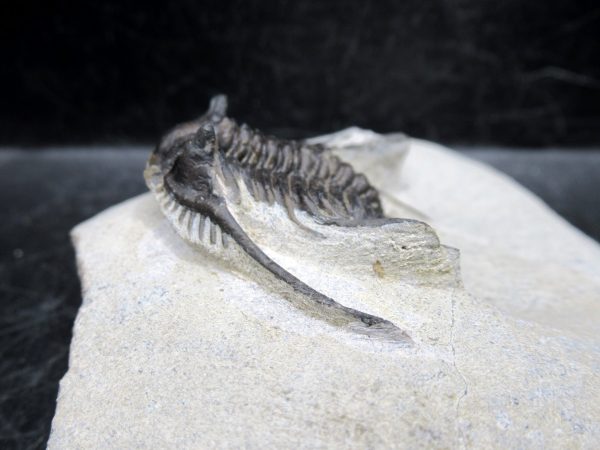 Morocco Devonian Leonaspis Trilobite 8d | Fossils for Sale Genuine Devonian Age Leonaspis Trilobite Fossils for Sale from Morocco #8d