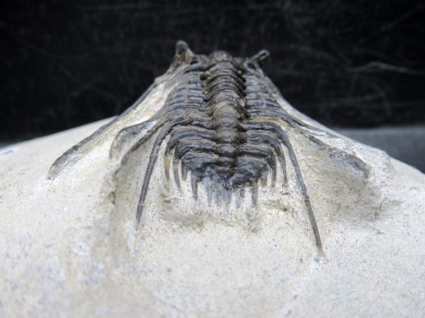 Morocco Devonian Leonaspis Trilobite 8e | Fossils for Sale Genuine Devonian Age Leonaspis Trilobite Fossils for Sale from Morocco #8e