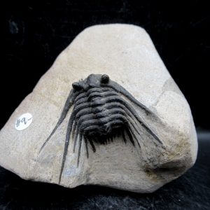 Genuine Devonian Age Leonaspis Trilobite Fossils for Sale from Morocco #9