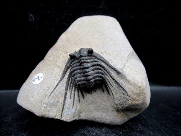 Morocco Devonian Leonaspis Trilobite 9 | Fossils for Sale Genuine Devonian Age Leonaspis Trilobite Fossils for Sale from Morocco #9