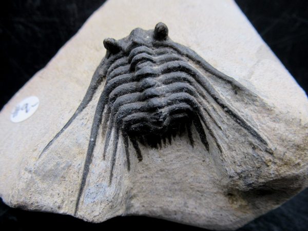 Morocco Devonian Leonaspis Trilobite 9a | Fossils for Sale Genuine Devonian Age Leonaspis Trilobite Fossils for Sale from Morocco #9a