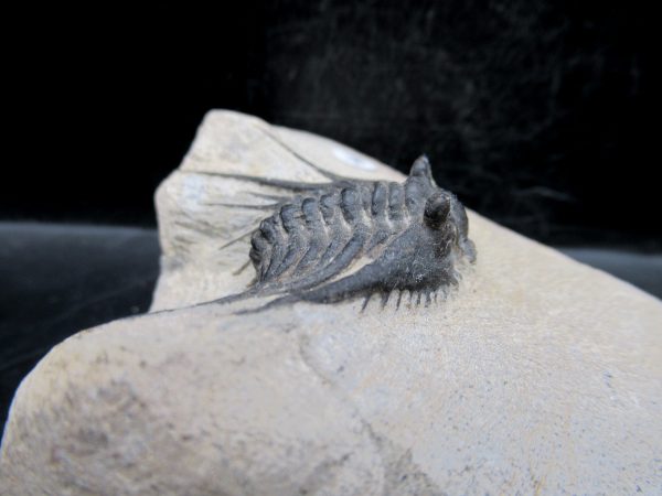 Morocco Devonian Leonaspis Trilobite 9b | Fossils for Sale Genuine Devonian Age Leonaspis Trilobite Fossils for Sale from Morocco #9b