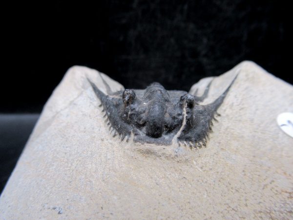 Morocco Devonian Leonaspis Trilobite 9c | Fossils for Sale Genuine Devonian Age Leonaspis Trilobite Fossils for Sale from Morocco #9c