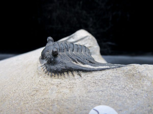 Morocco Devonian Leonaspis Trilobite 9d | Fossils for Sale Genuine Devonian Age Leonaspis Trilobite Fossils for Sale from Morocco #9d