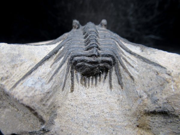 Morocco Devonian Leonaspis Trilobite 9e | Fossils for Sale Genuine Devonian Age Leonaspis Trilobite Fossils for Sale from Morocco #9e