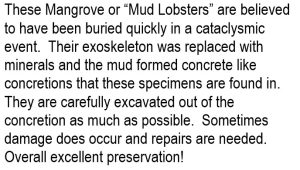 Mud Lobsters | Fossils for Sale